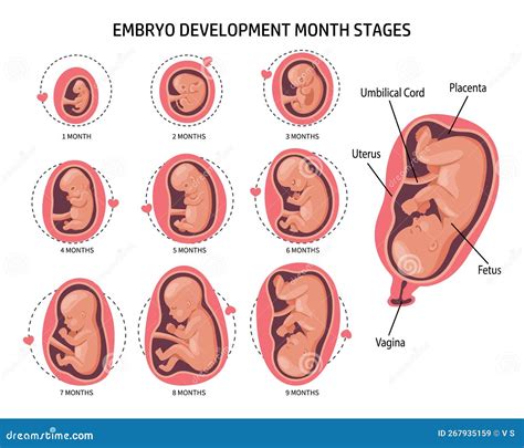 ilustrație a unui fetus la 20 de săptămâni, evidențiind dezvoltarea organelor
