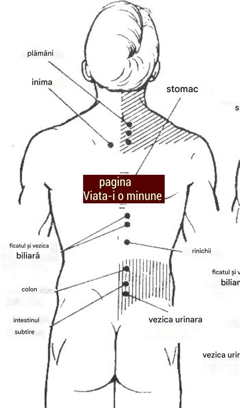 Ilustrație anatomică a poziției anteversie a uterului, evidențiind relația cu vezica urinară și rectul.