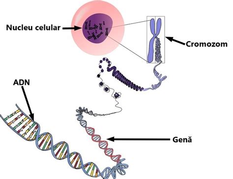 Diagrama ADN și cromozomi