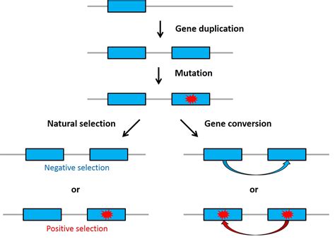 Ilustrație a diferitelor tipuri de mutații genetice