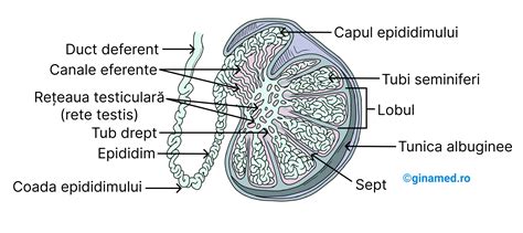 Ilustrație anatomică a sistemului reproducător masculin, cu accent pe testicule și canalele spermatice