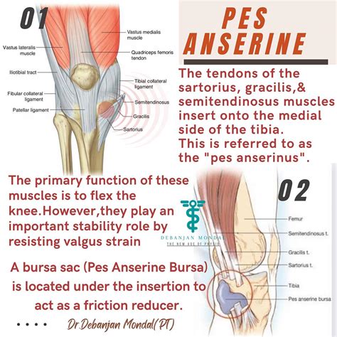 Diagramă a articulației genunchiului, evidențiind localizarea burselor prepatelară, infrapatelară și pes anserinus