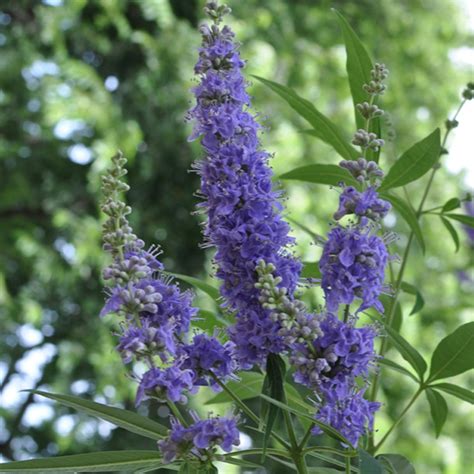 Infografic cu principalele simptome ale menopauzei și cum poate ajuta Vitex agnus-castus.