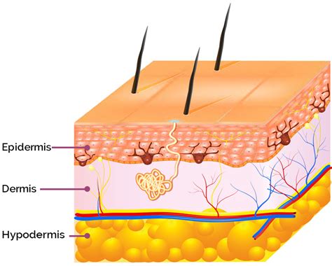 Ilustrație schematică a straturilor pielii: epiderm, derm, hipoderm