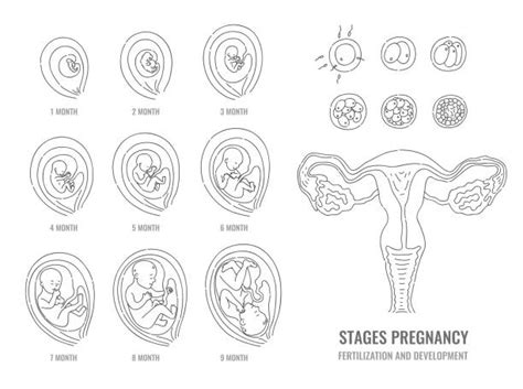 Ilustrație cu un embrion uman în stadii incipiente de dezvoltare