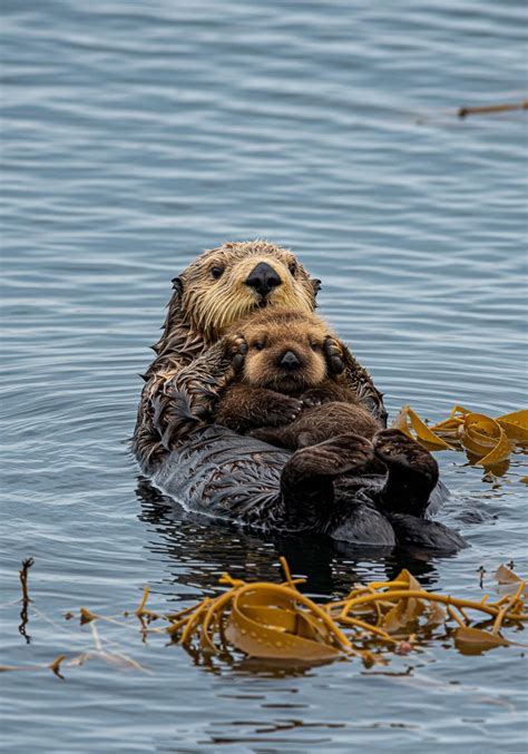 ilustrație cu un nou-născut dormind pe spate, într-un pătuț sigur