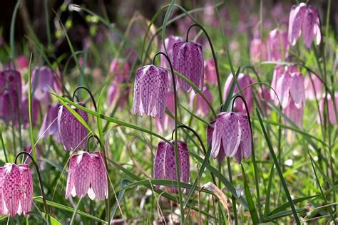 Infografic despre numărul limbilor pe cale de dispariție