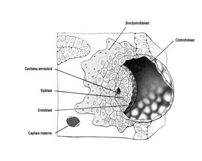 infografic explicativ despre cauzele congestiei nazale in sarcina: modificari hormonale, flux sanguin crescut, iritanti
