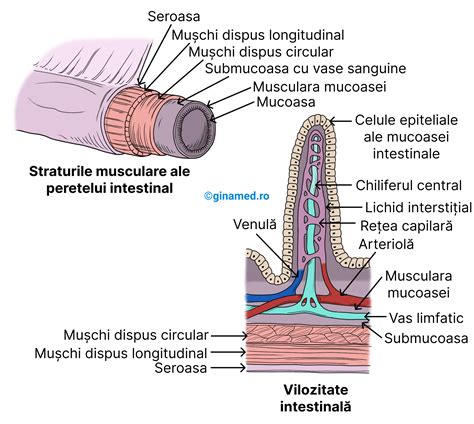 Schema anatomică a peretelui intestinal și formarea diverticulilor