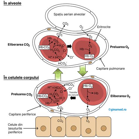 Ilustrație medicală detaliată a inciziei post-cezariană și a procesului de vindecare.