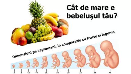infografic comparativ: marimea embrionului la 8 saptamani cu fructe cunoscute (zmeura, bob de fasole, cocolos de gumă)