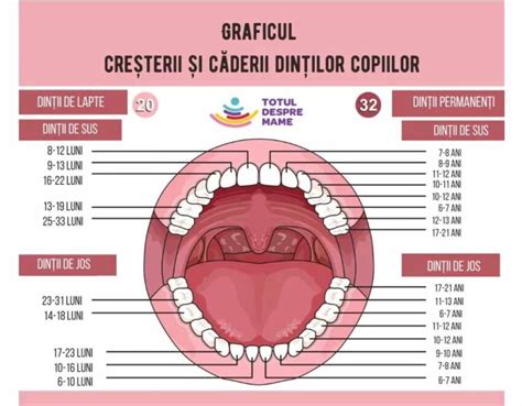 Ilustrație cu semnele comune ale erupției dentare la bebeluși: salivare, agitație, gingii roșii.