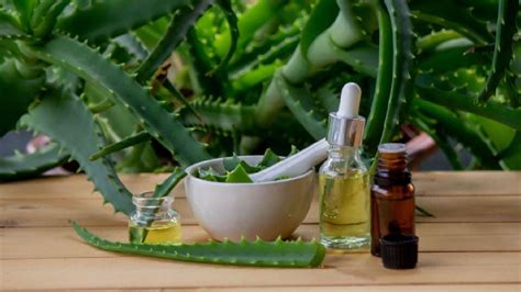 Ilustrație schematică cu beneficiile ingredientelor cheie: aloe vera, bisabolol, squalane, coco-glucozidă