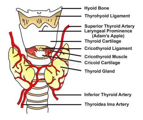 Infografic cu schema anatomiei glandei tiroide și funcțiile sale principale.