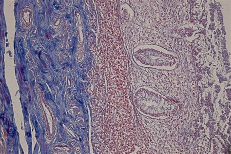 Cultură de embrioni umani în laborator sub microscop