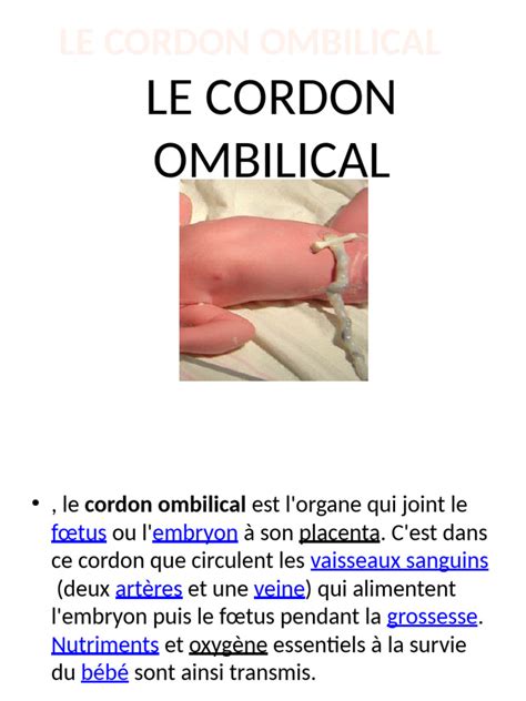 Ilustrație medicală a unui cordon ombilical cu flux sanguin