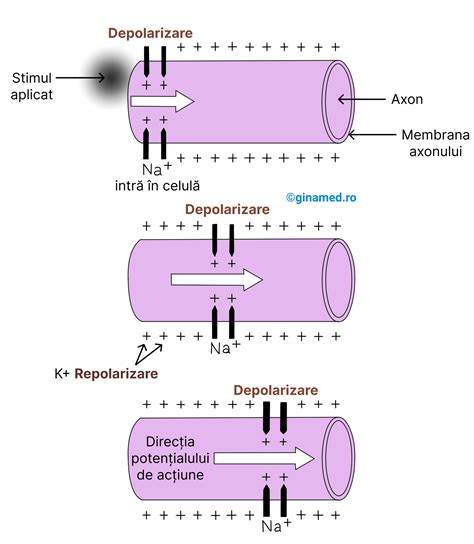 Ilustrație schematică a rectului uman și a modului de acțiune al unui supozitor