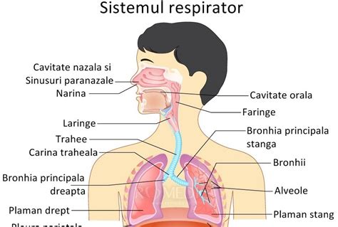 Infografic explicativ despre sistemul respirator la copii