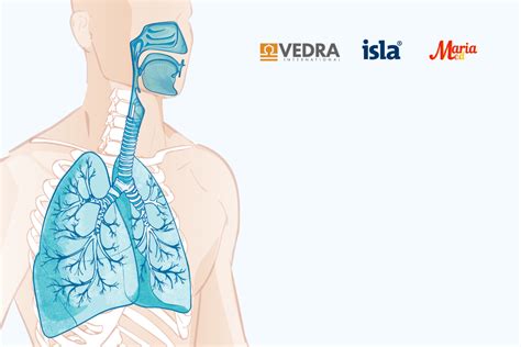 Ilustrație comparativă a căilor respiratorii normale și îngustate