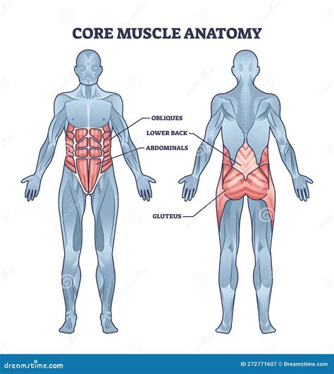 Ilustrație a musculaturii abdominale și a diafragmei