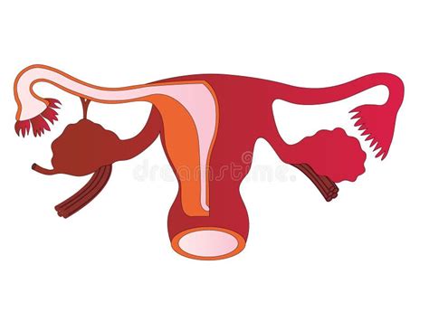 Ilustrație a vulvei feminine