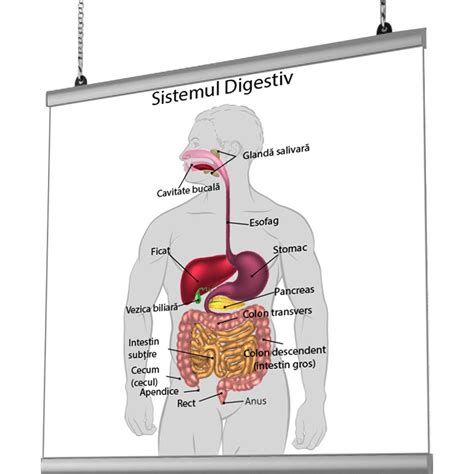 ilustrație medicală cu sistemul digestiv afectat de infecție virală