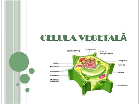 Infografic cu structura celulei vegetale și rolul macroelementelor în nutriția plantelor