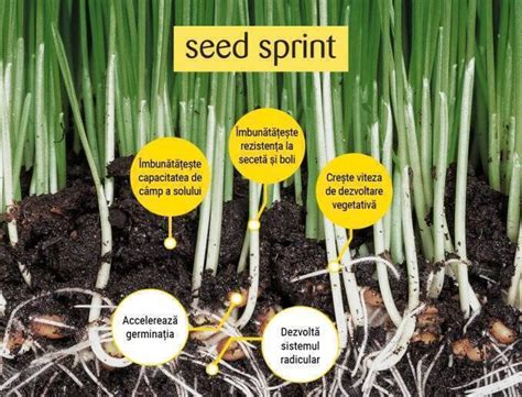 Schema de aplicare a fertilizării localizate la semănat