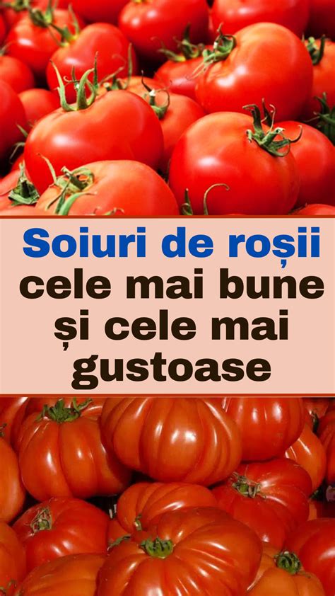 Imagine cu serele cultivate cu roșii la Curtici