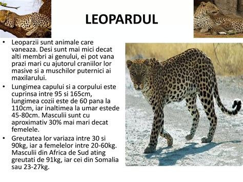 Indicatori vizuali ai gestației la femelele de Xiphophorus: abdomen mărit, apariția unei pete negre dorsale/genitale și forma 