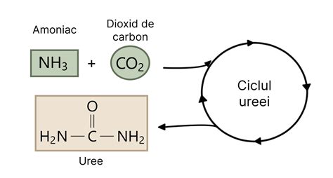 Schema ciclării unui acvariu, subliniind formarea bacteriilor benefice pentru eliminarea amoniacului și nitriților.