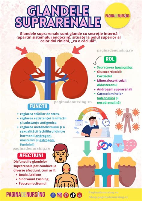 Infografic explicativ despre glandele bulbouretrale și rolul lichidului prejaculator.