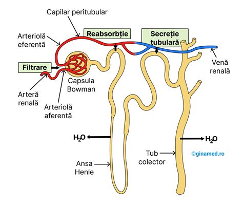 Diagramă care ilustrează calea spermatozoizilor din uretră către lichidul prejaculator.