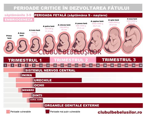 Infografic cu etapele de dezvoltare ale fătului în trimestrul al doilea