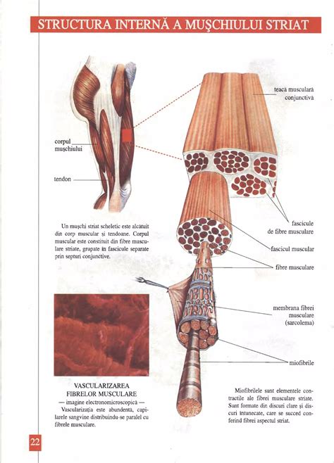 Structura fibrei de cocos și beneficiile sale pentru saltele