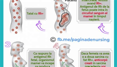 infografic explicativ despre factorul Rh și importanța sa în sarcină