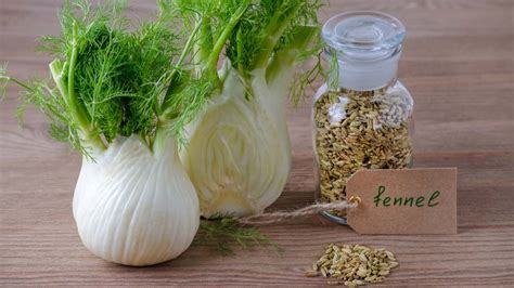 ilustrație cu bulb de fenicul proaspăt