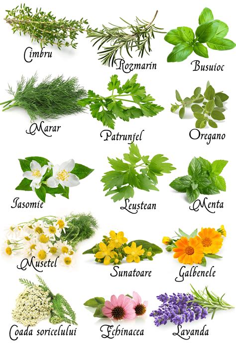 Ilustrație cu plante medicinale și vitamine benefice pentru fertilitatea feminină, precum Vitex, Omega-3, Folat