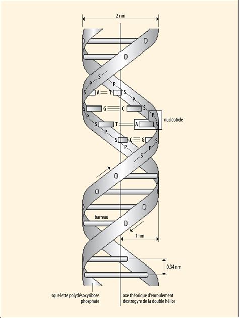 Schema simplificată a structurii ADN