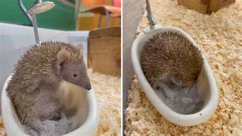 fotografie cu un bebeluș care face baie într-o cadă specială