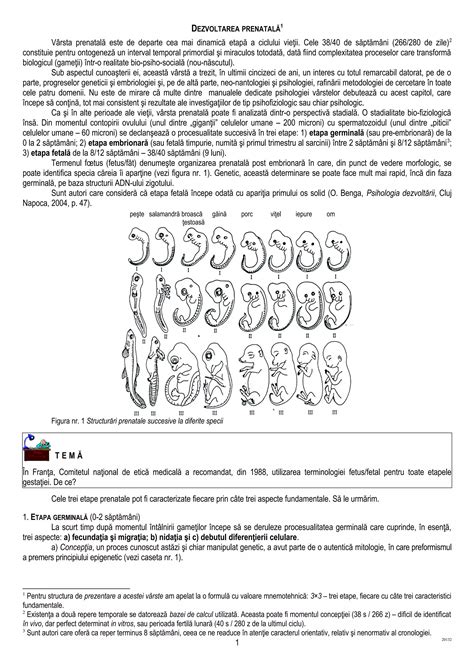desen anatomic al unui fetus de 17 săptămâni, evidențiind dezvoltarea organelor și a membrelor