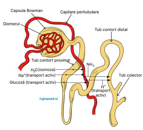 infografic cu structura moleculelor active din Polygynax și pictograme explicative despre riscurile potențiale în sarcină