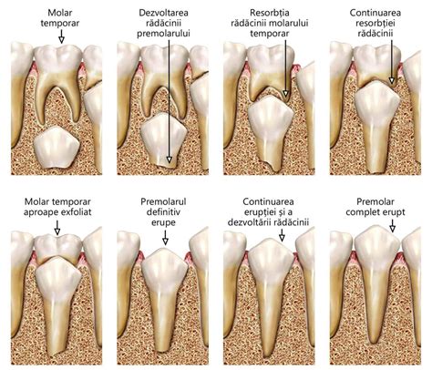 Infografic ilustrând etapele de formare a dinților temporari