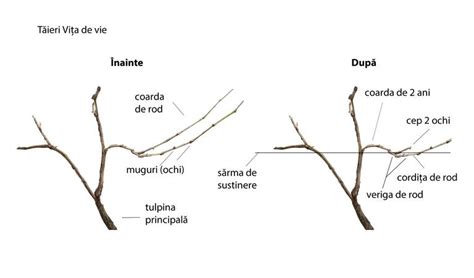Ilustrație a boltei plantare și a modificărilor cauzate de relaxină în sarcină