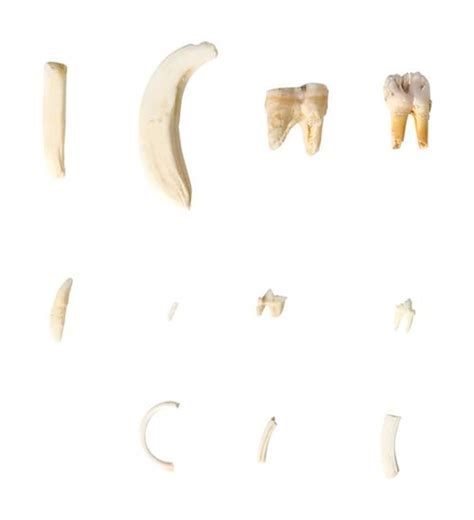 Comparație vizuală între diferite tipuri de paste de dinți pentru copii (cu fluor, fără fluor, cu hidroxiapatită) și periute de dinți.