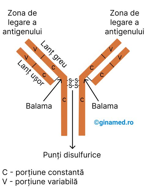 infografic cu structura moleculei de bilirubină și ciclul său metabolic în organismul nou-născutului