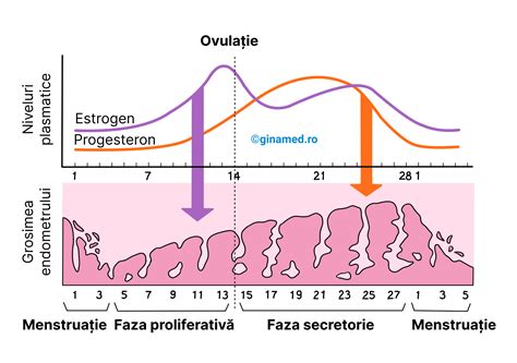 Diagramă explicativă a rolului mio-inozitolului în ciclul ovarian și metabolismul glucozei
