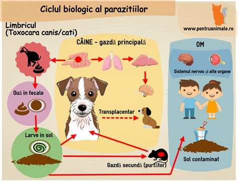 infografic despre ciclul reproductiv la câini și rolul hormonilor