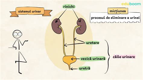 schema anatomica a sistemului urinar la copii cu afectiuni comune