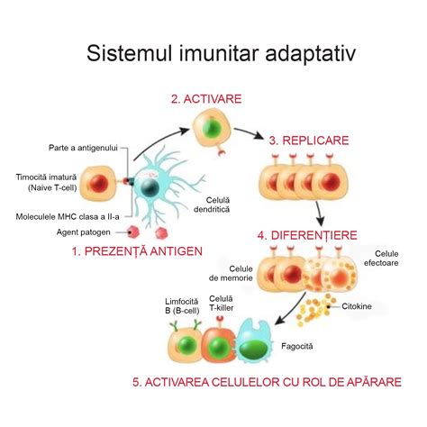 Diagrama comparativă între sistemul imunitar înnăscut și cel adaptativ